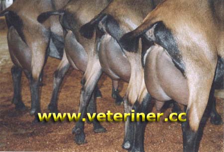 Oberhasli Keçisi ( www.veteriner.cc )
