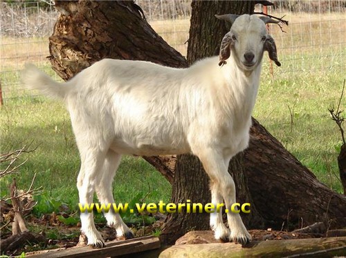 Savannah Keçi ırkı ( www.veteriner.cc )
