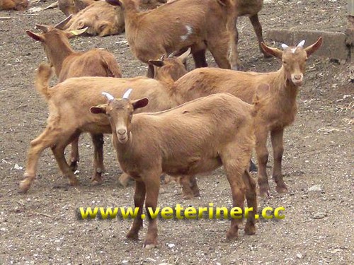 Skopelos Keçi ırkı ( www.veteriner.cc )