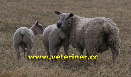 Charolais Koyun ırkı ( www.veteriner.cc )