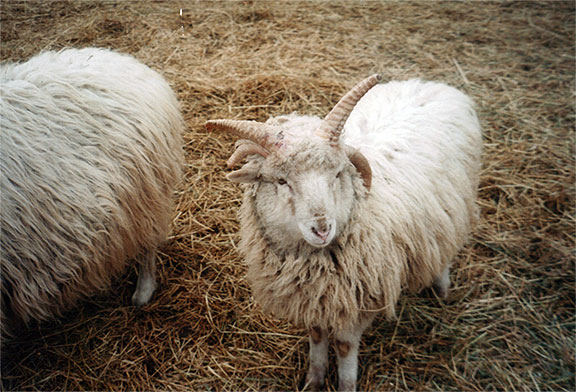 Churro Koyun ırkı ( www.veteriner.cc )