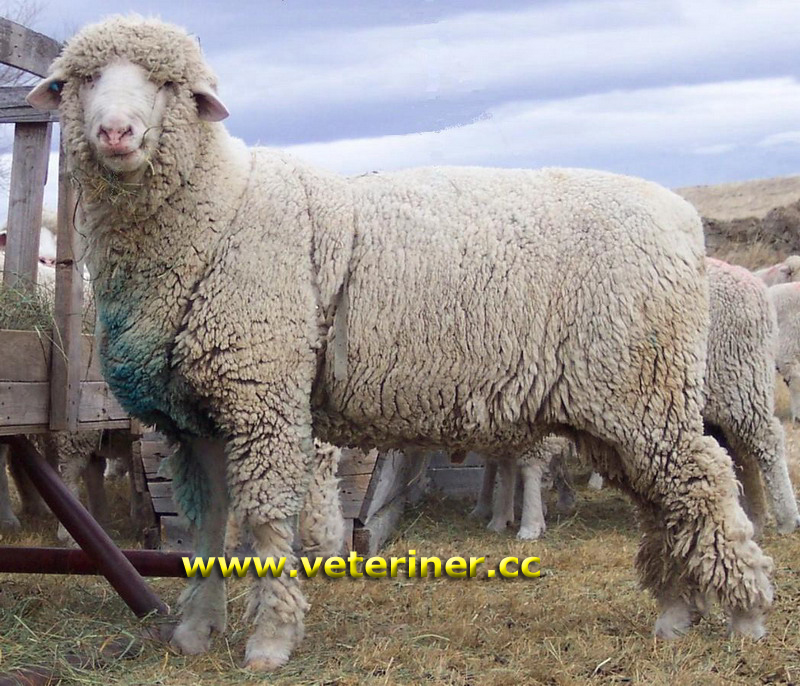Columbia Koyun ırkı ( www.veteriner.cc )