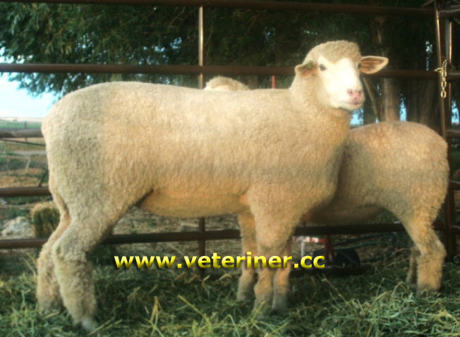 Columbia Koyun ırkı ( www.veteriner.cc )