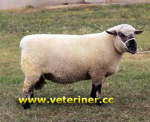 Dorset Down Koyun ırkı ( www.veteriner.cc )