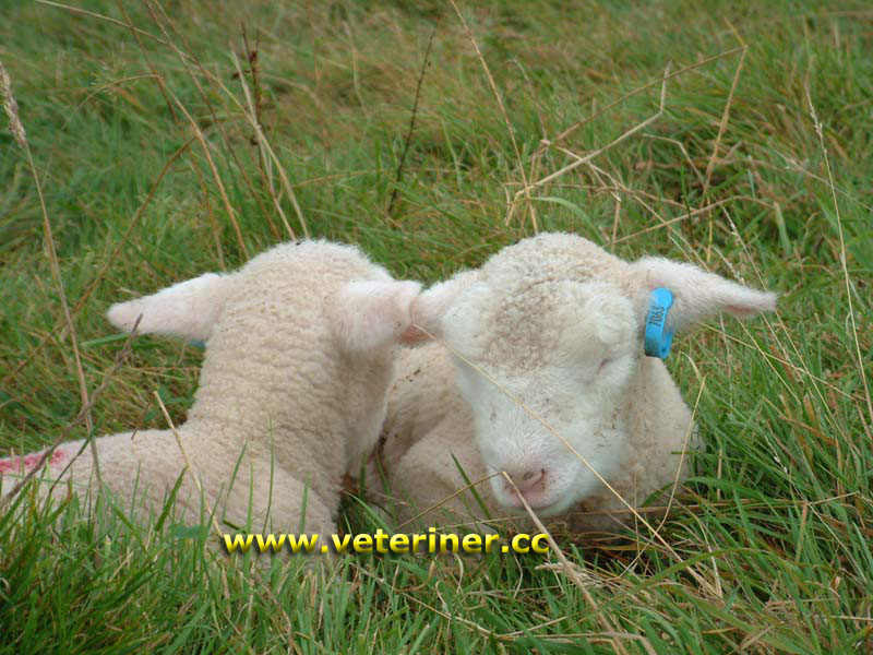 Dorset Horn Koyun ırkı ( www.veteriner.cc )