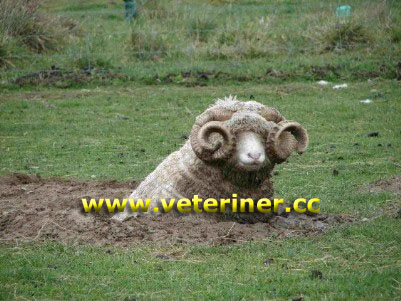 Dorset Horn Koyun ırkı ( www.veteriner.cc )