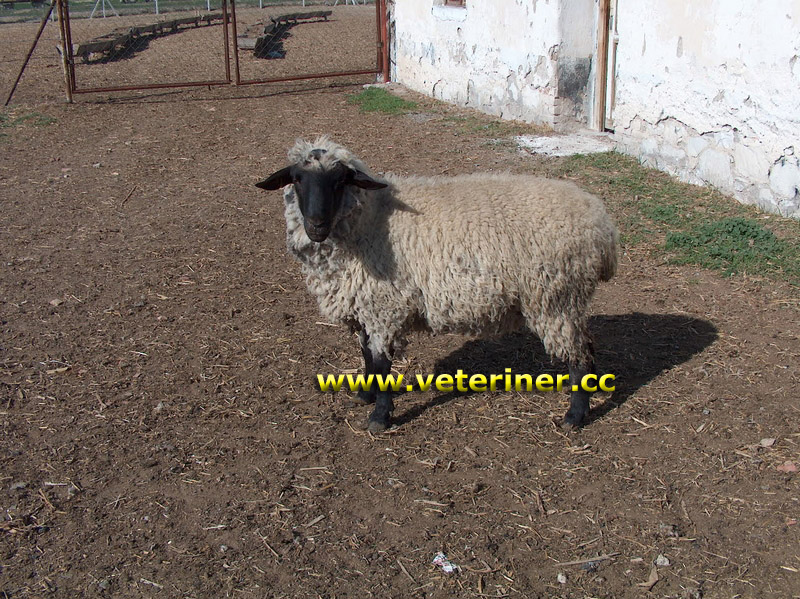 Hasak Koyun ırkı ( www.veteriner.cc )