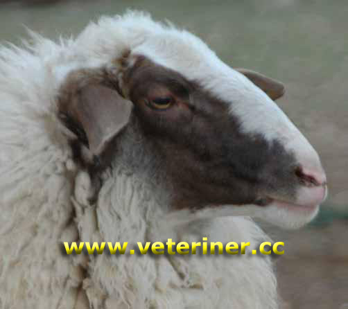 Acıpayam Koyunu ( www.veteriner.cc )