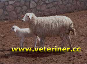 Acıpayam Koyunu ( www.veteriner.cc )