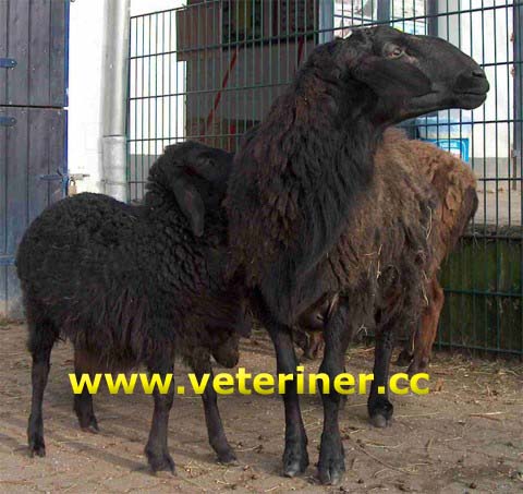 Hissar Koyun ırkı ( www.veteriner.cc )