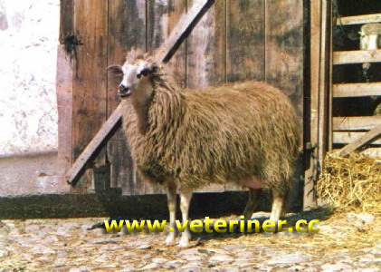 Gökçeada (imroz) Koyun ırkı ( www.veteriner.cc)