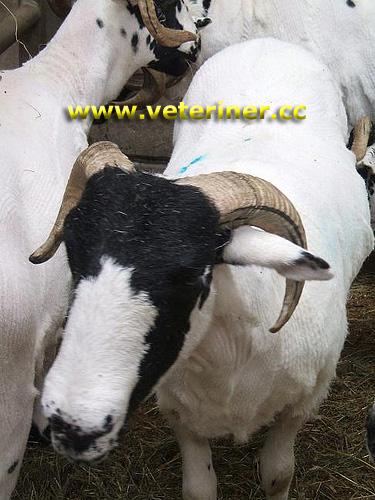Rough Fell Koyun ırkı ( www.veteriner.cc )