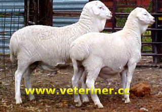 Van Rooy Koyun rk ( www.veteriner.cc )
