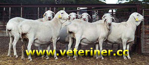 Van Rooy Koyun rk ( www.veteriner.cc )