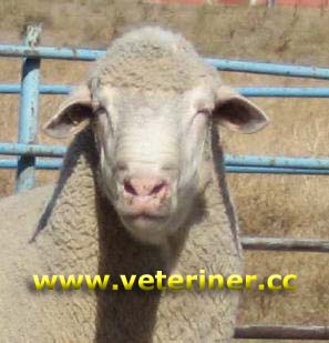 Karacabey Merinos Koyun ırkı ( www.veteriner.cc )