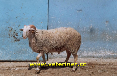 Kıvırcık Koyunu ( www.veteriner.cc)