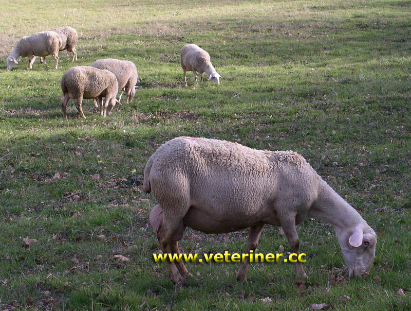 Lacaune Koyun ırkı ( www.veteriner.cc )