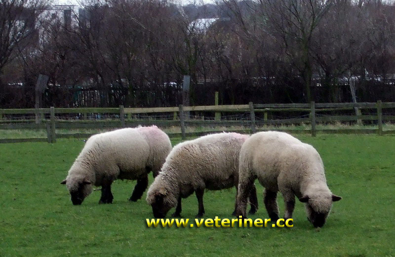 Oxford Koyun ırkı (www.veteriner.cc )