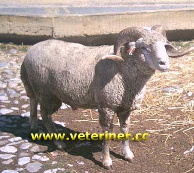 Ramlıç Koyun ırkı ( www.veteriner.cc )