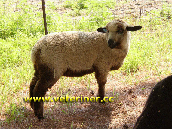 Romeldale Koyun ırkı ( www.veteriner.cc )