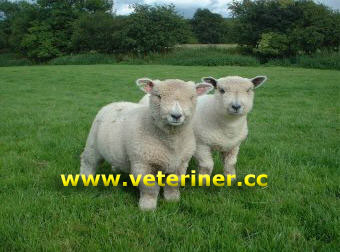 Ryeland Koyun ırkı ( www.veteriner.cc )