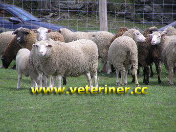 Santa cruz Koyun ırkı ( www.veteriner.cc )