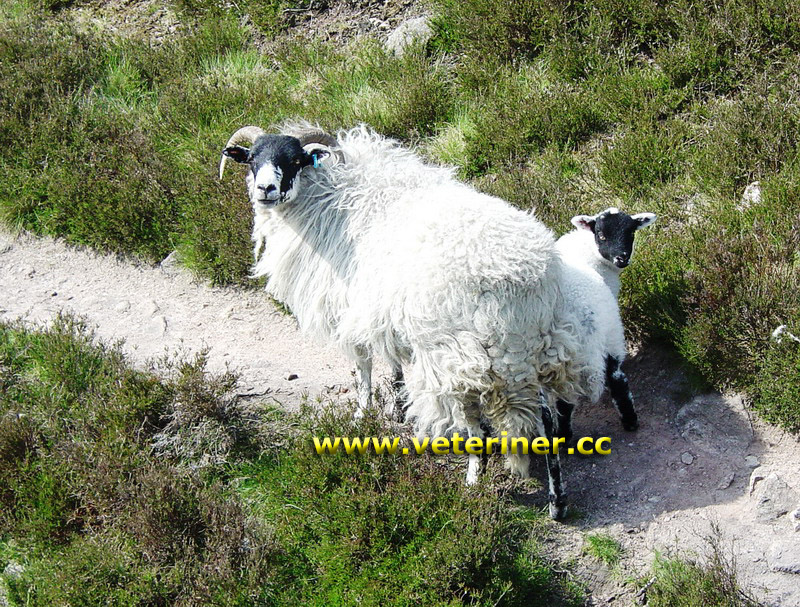 Scotish Blackface ( Siyah yüzlü iskoçya ) Koyun ırkı ( www.veteriner.cc )