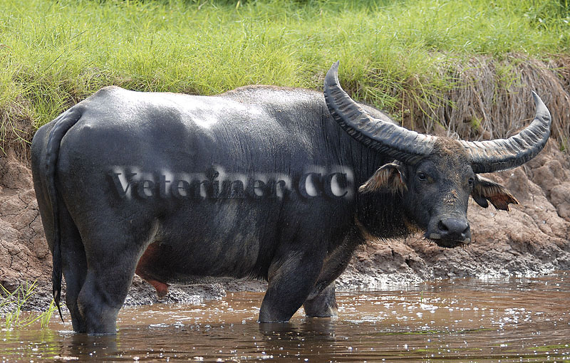 Manda Yetiştiriciligi - Water Buffalo - www.veteriner.cc