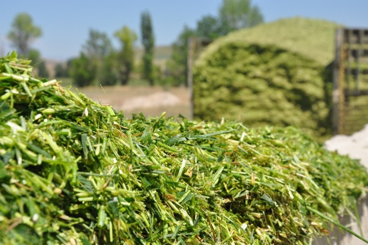 Mısır Silajında Katkı Kullanımı