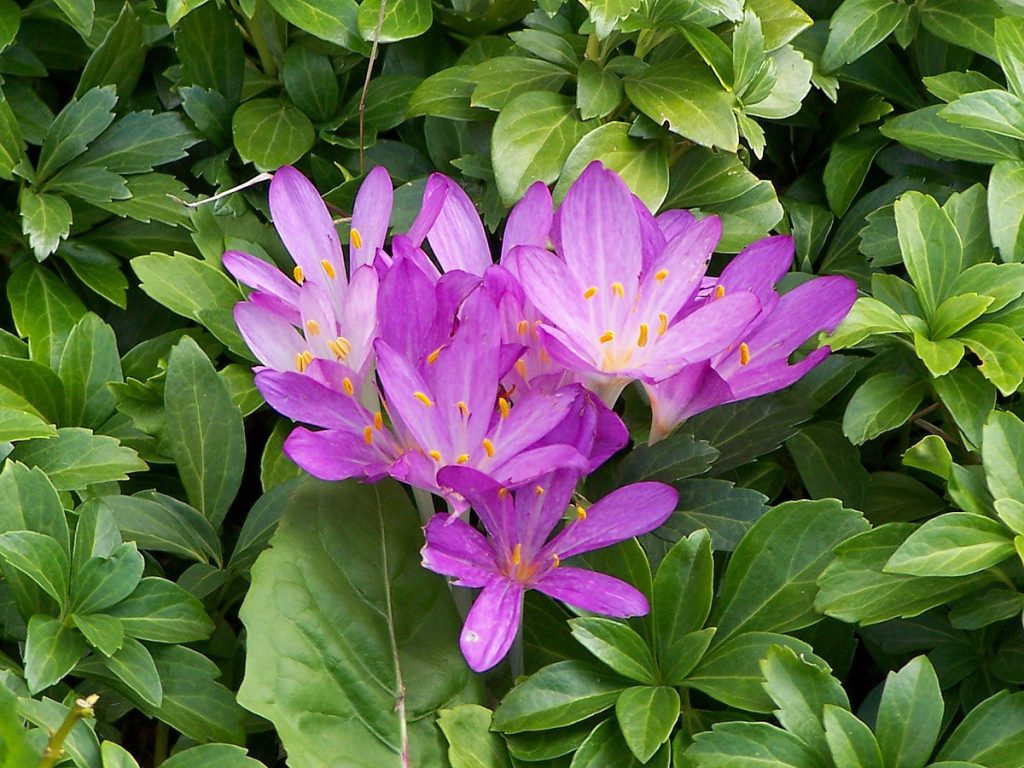 Acı Çiğdem (Colchicum Autumnale L.)
