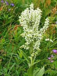 Akçöpleme Zehirlenmesi (Veratrum album) (Veratrin)