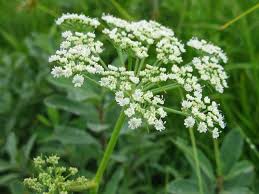 Zehirli Baldıran (Poison Hemlock) (Conium maculatum L.)