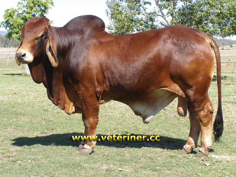 BRAHMAN SIĞIRI