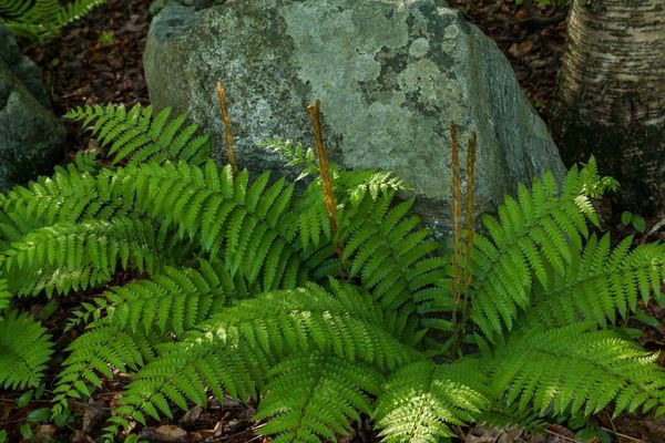 Eğrelti otu zehirlenmesi (Bracken poisining)