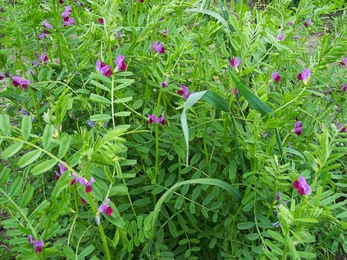 Fiğ (Vicia L.)