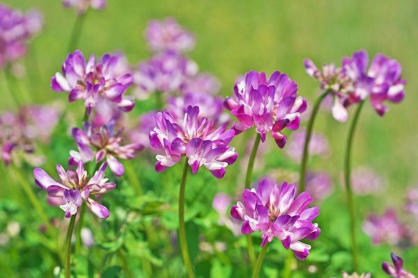 Geven (Astragalus) Zehirlenmesi (Milk vetch)