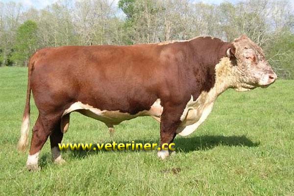 HEREFORD SIĞIR IRKI