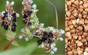 Karabuğday otu (Fagopyrum esculentum L.)