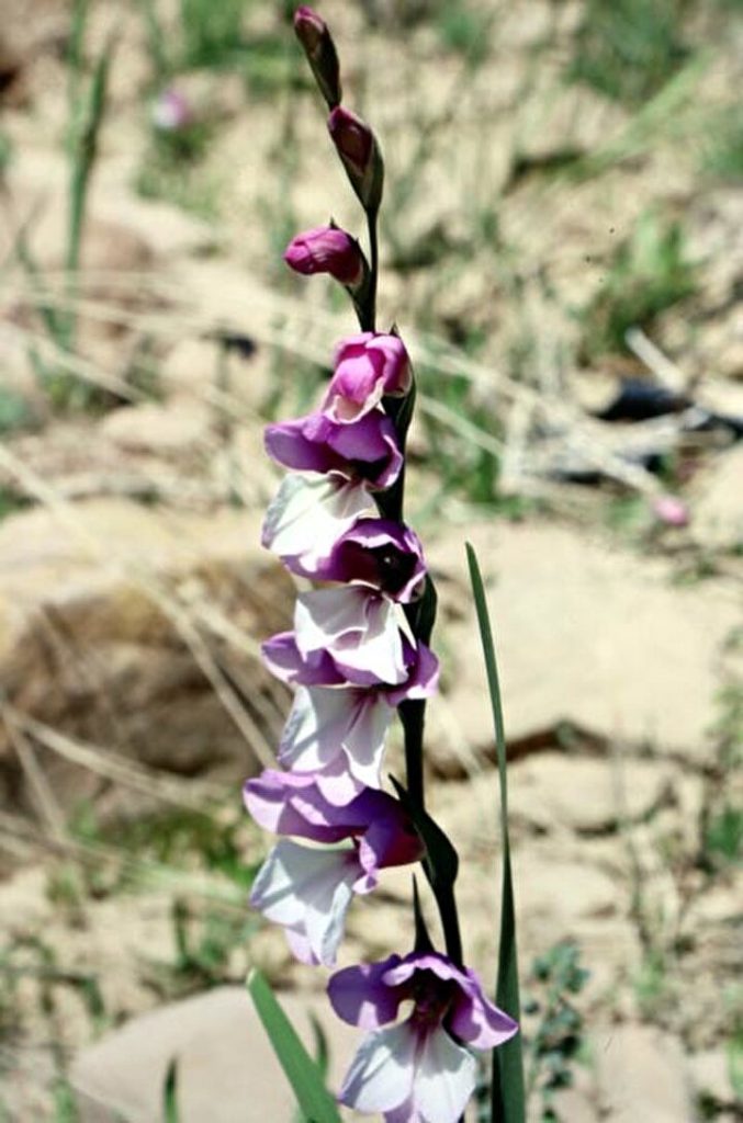 Kılıç otu, kuzukıran (Hypericum perforatum)