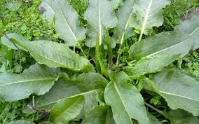 Buruşuk Kuzukulağı -Labada (Rumex Crispus L.)