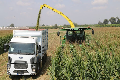 Mısır Silajı Yapım İşlemleri
