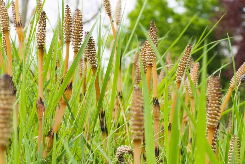 Tarla Atkuyruğu Zehirlenmesi (Equisetum arvense L.)