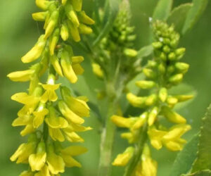 Taşyoncası (Melilotus mill. ) Zehirlenmesi