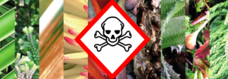 ÇAYIR VE MERALARDA BULUNAN BAZI ZEHİRLİ BİTKİLER