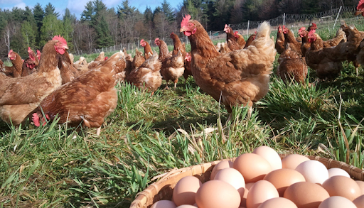 YUMURTA TAVUKÇULUĞU