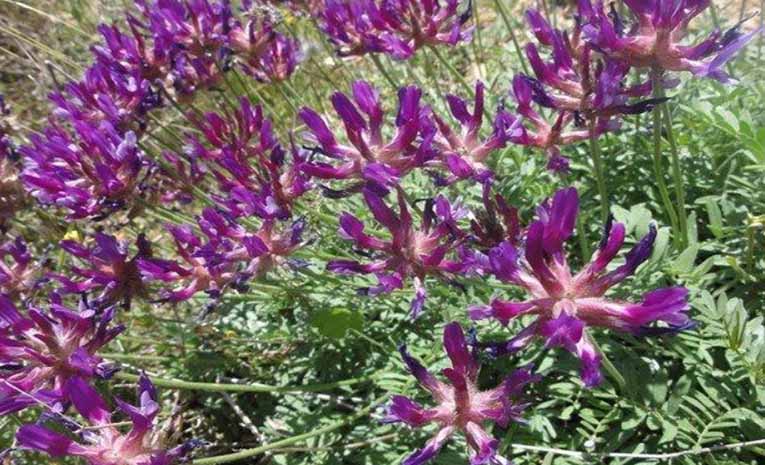 Yalancı Geven (Oxytropis DC) Zehirlenmesi (Crazy weed, Locoweed)