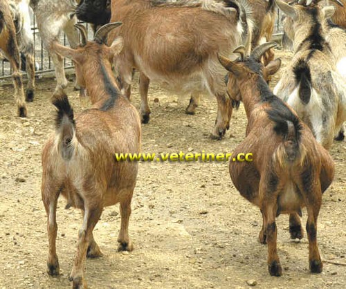 AFRİKA CÜCE KEÇİ IRKI