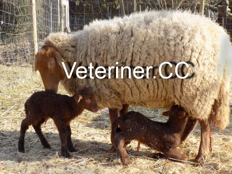 COBURGER FUCHSSCHAF (TİLKİ) KOYUN IRKI