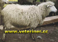 BOVEC KOYUN IRKI