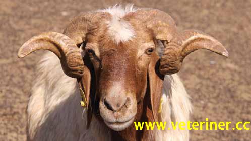 İVESİ (ANADOLU İVESİ – AWASSI) KOYUN IRKI